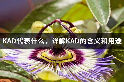 KAD代表什么，详解KAD的含义和用途-1